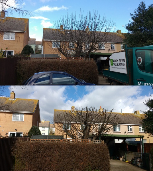 Malus & Hedge Reduction Wyke 07/03/2016