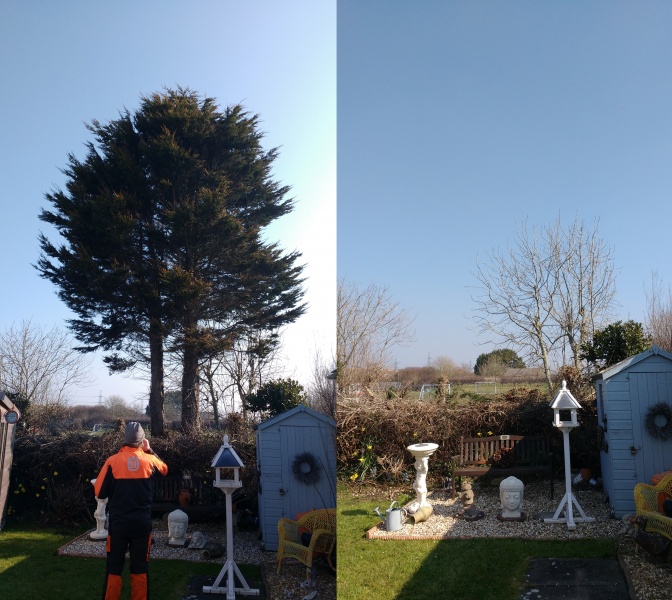 Maple & Buddleia Reduction Dorchester 21/03/2016